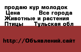 продаю кур молодок. › Цена ­ 320 - Все города Животные и растения » Птицы   . Тульская обл.